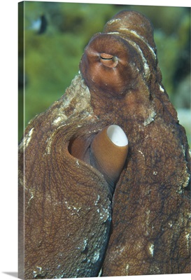 Close-up view of a common octopus, Kimbe Bay, Papua New Guinea
