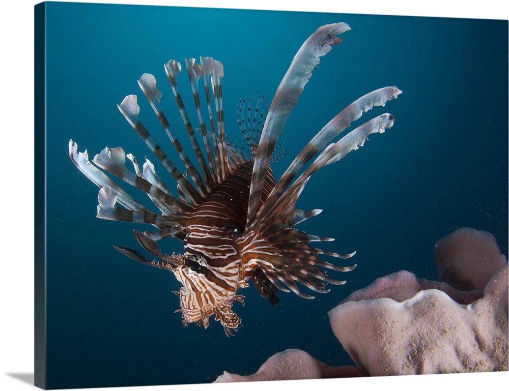 Close-up view of a lionfish. Gorontalo, Indonesia.