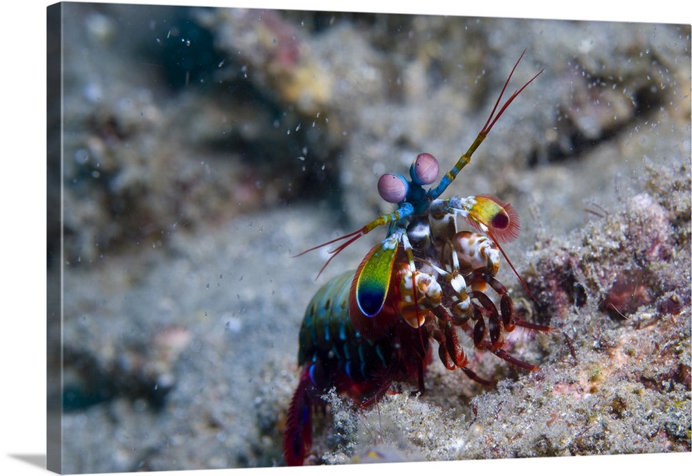 Close-up view of a Mantis Shrimp, Papua New Guinea.
