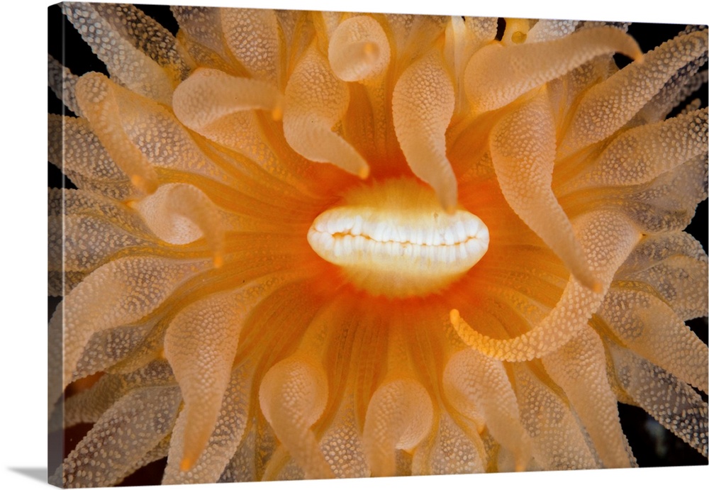 Close-up view of sun coral (Tubastraea coccinea), Lembeh Strait, Indonesia.