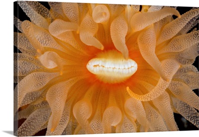 Close-Up View Of Sun Coral (Tubastraea Coccinea), Lembeh Strait, Indonesia