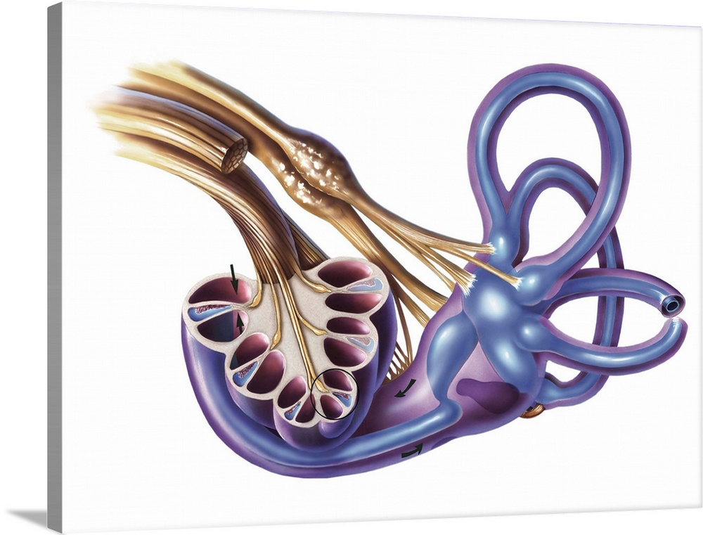Cochlea detail with vestibulocochlear nerve.