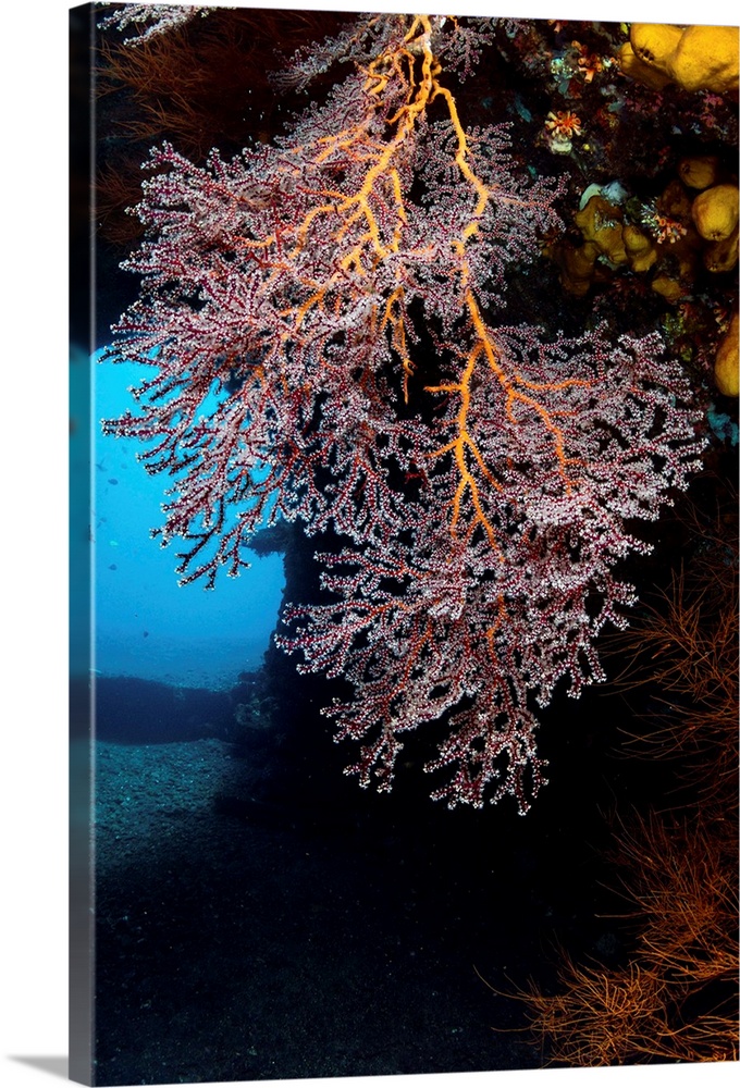 Colony of soft corals on the USS Liberty wreck, Tulamben, Indonesia.