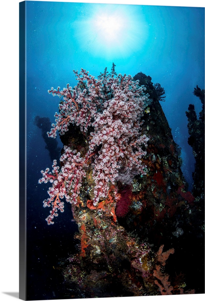 Colony of soft corals on the USS Liberty wreck, Tulamben, Indonesia.