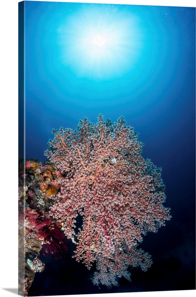 Colony of soft corals on the USS Liberty wreck, Tulamben, Indonesia.