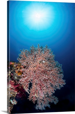 Colony Of Soft Corals On The USS Liberty Wreck, Tulamben, Indonesia