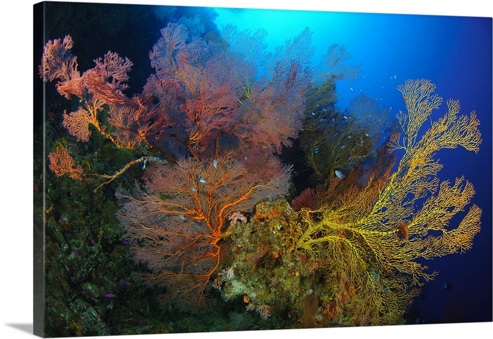 Colorful assorted sea fans and soft coral, Solomon Islands.