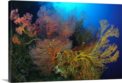 Colorful assorted sea fans and soft coral, Solomon Islands