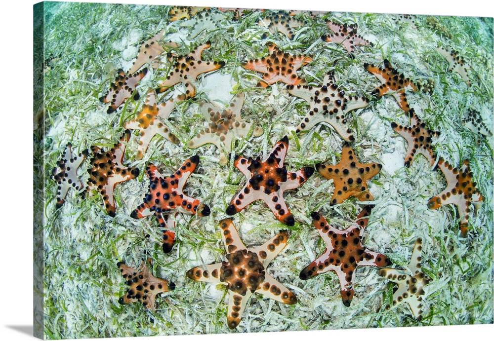 Colorful chocolate chip sea stars cover the seafloor in Wakatobi National Park.