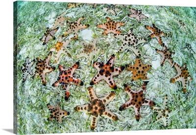 Colorful Chocolate Chip Sea Stars Cover The Seafloor In Wakatobi National Park