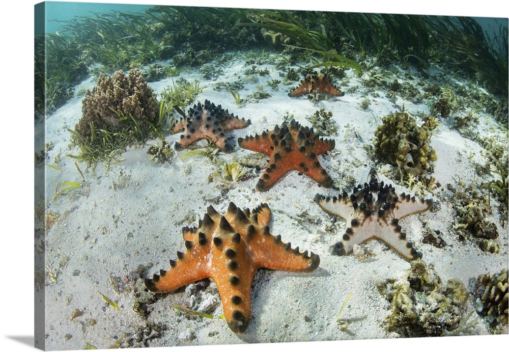 Colorful chocolate chip starfish lie scattered on the floor of a seagrass meadow.