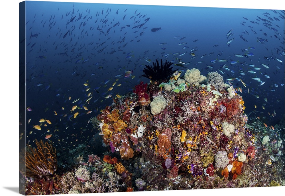 Colorful coral reef in Raja Ampat, Indonesia.