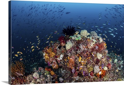 Colorful coral reef in Raja Ampat, Indonesia
