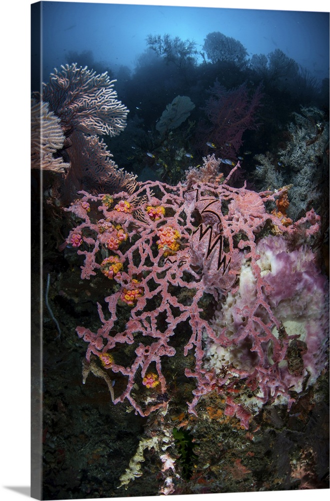 Colorful corals, sponges, and other invertebrates among the islands of Raja Ampat.