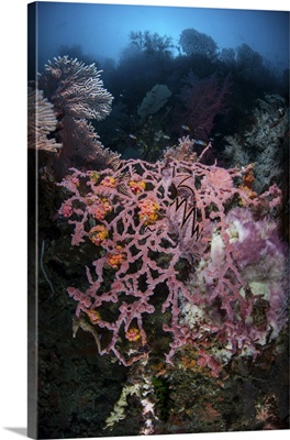 Colorful Corals, Sponges, And Other Invertebrates Among The Islands Of Raja Ampat