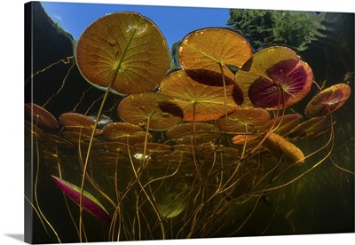 Colorful lily pads grow along the shallow edge of a freshwater lake in New England.