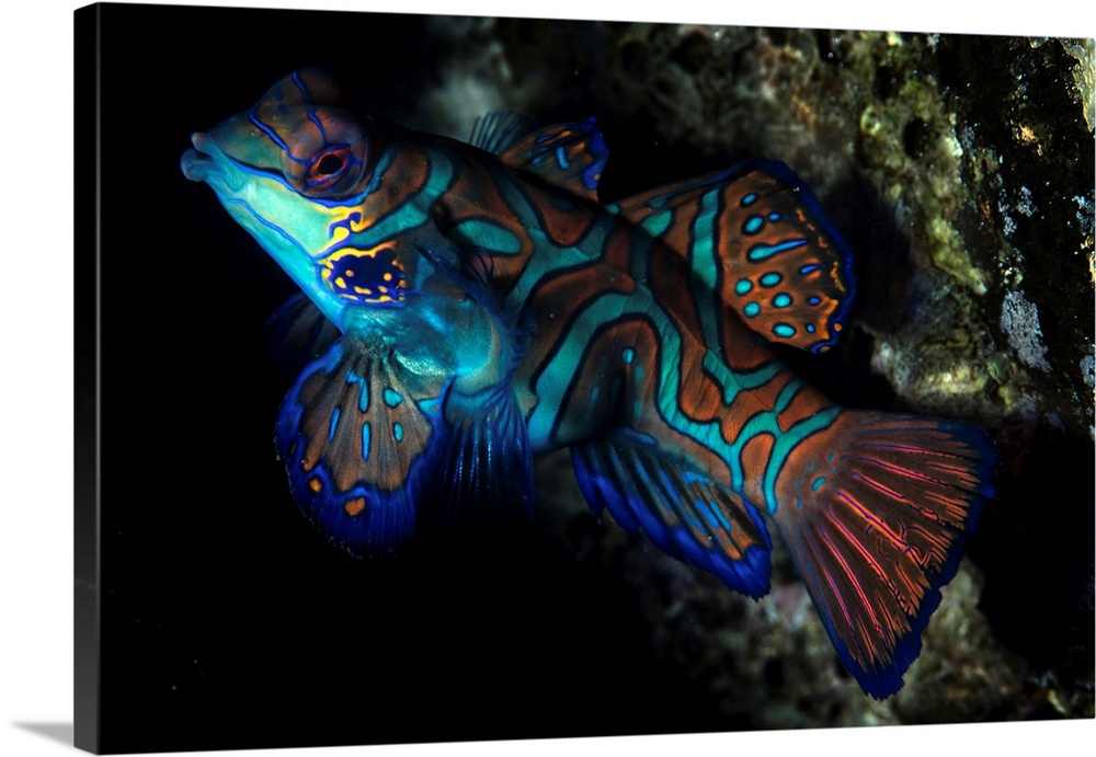 Colorful mandarinfish (Synchiropus spledidus).