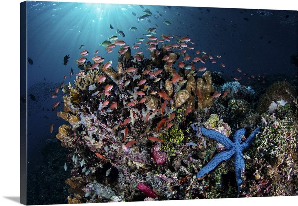 Colorful reef fish swim above a coral reef in the Lesser Sunda Islands of Indonesia.