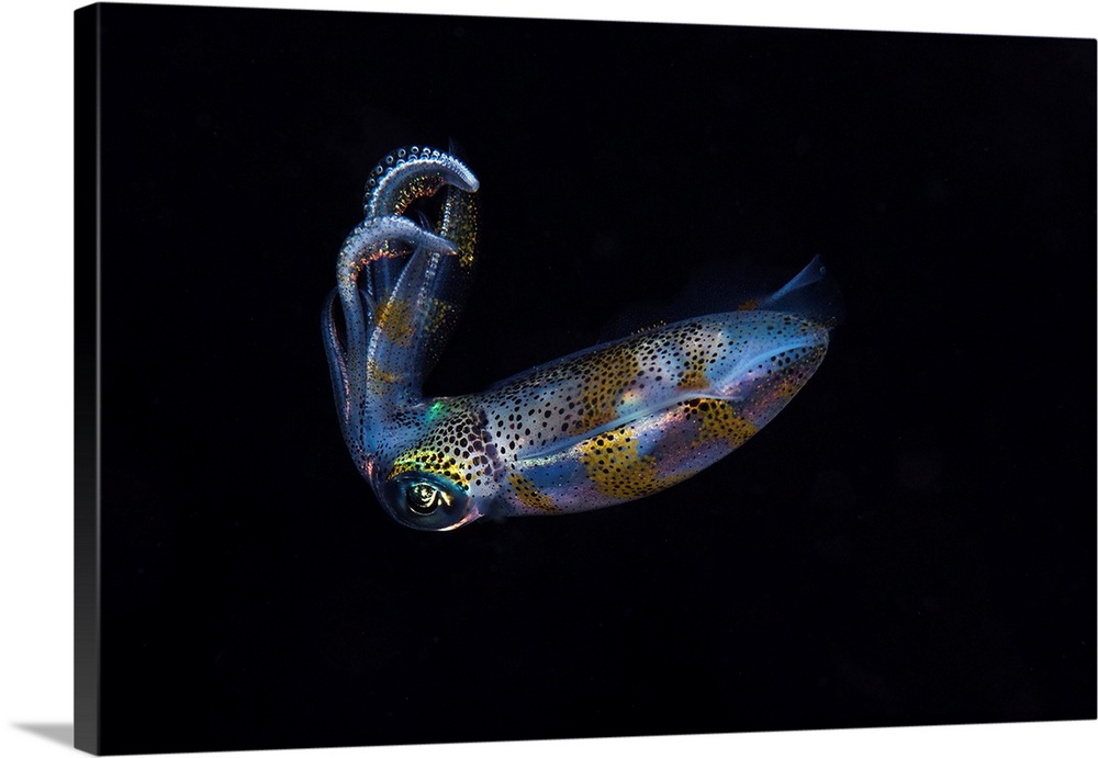 Colorful reef squid, Anilao, Philippines.