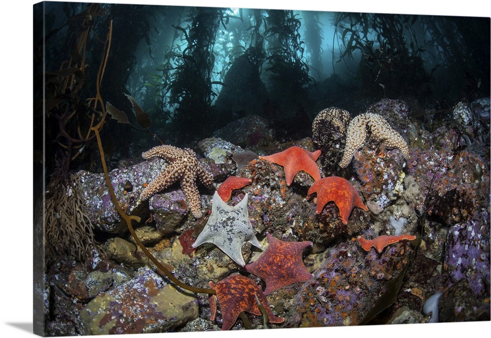 Colorful starfish cover the bottom of a giant kelp forest.