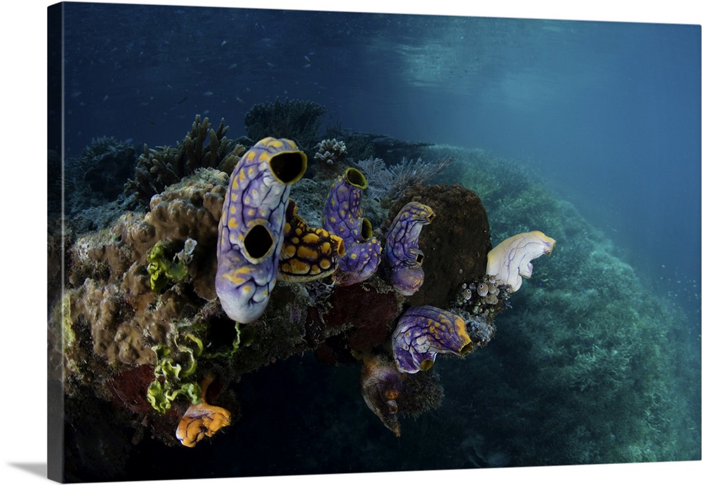 Colorful tunicates grow on a coral reef in Raja Ampat, Indonesia.