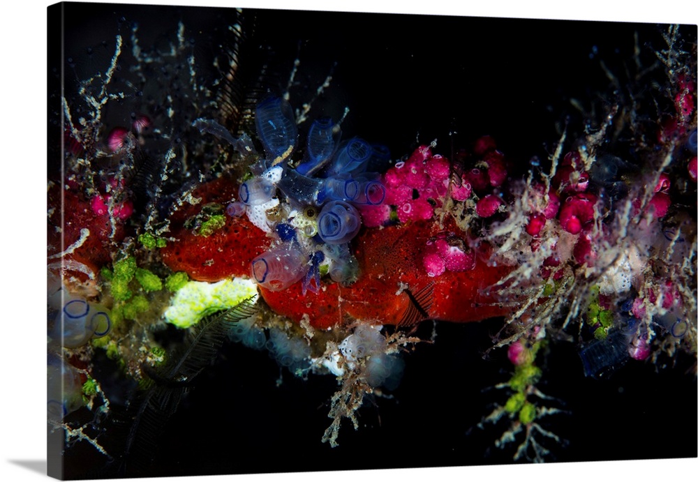 Colorful tunicates, sponges, hydroids, and other invertebrates grow on a reef.