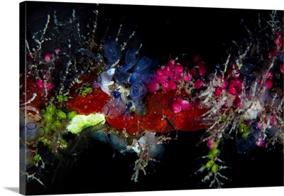 Colorful Tunicates, Sponges, Hydroids, And Other Invertebrates Grow On A Reef