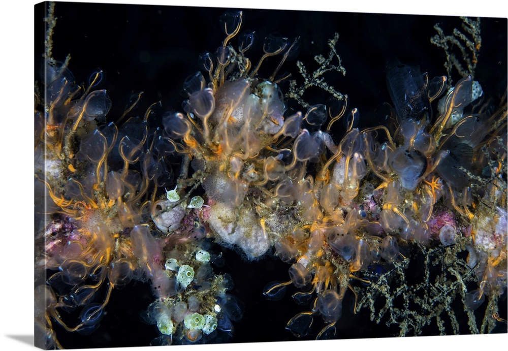 Colorful tunicates, sponges, hydroids, and other invertebrates grow on a reef.