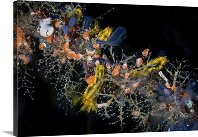 Colorful Tunicates, Sponges, Hydroids, And Other Invertebrates Grow On A Reef