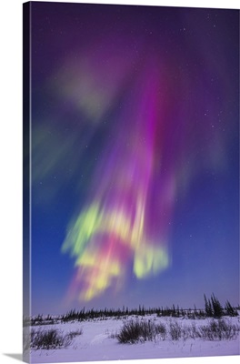 Colourful Auroral Curtains Appearing In Deep Twilight