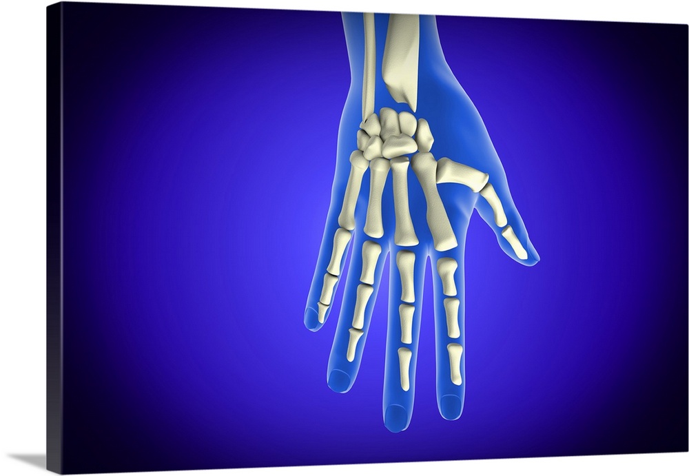 Conceptual image of bones in human hand.