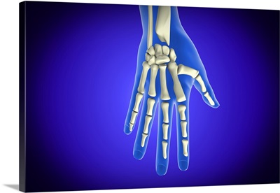 Conceptual image of bones in human hand