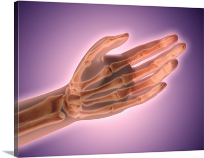 Conceptual image of bones in human hand