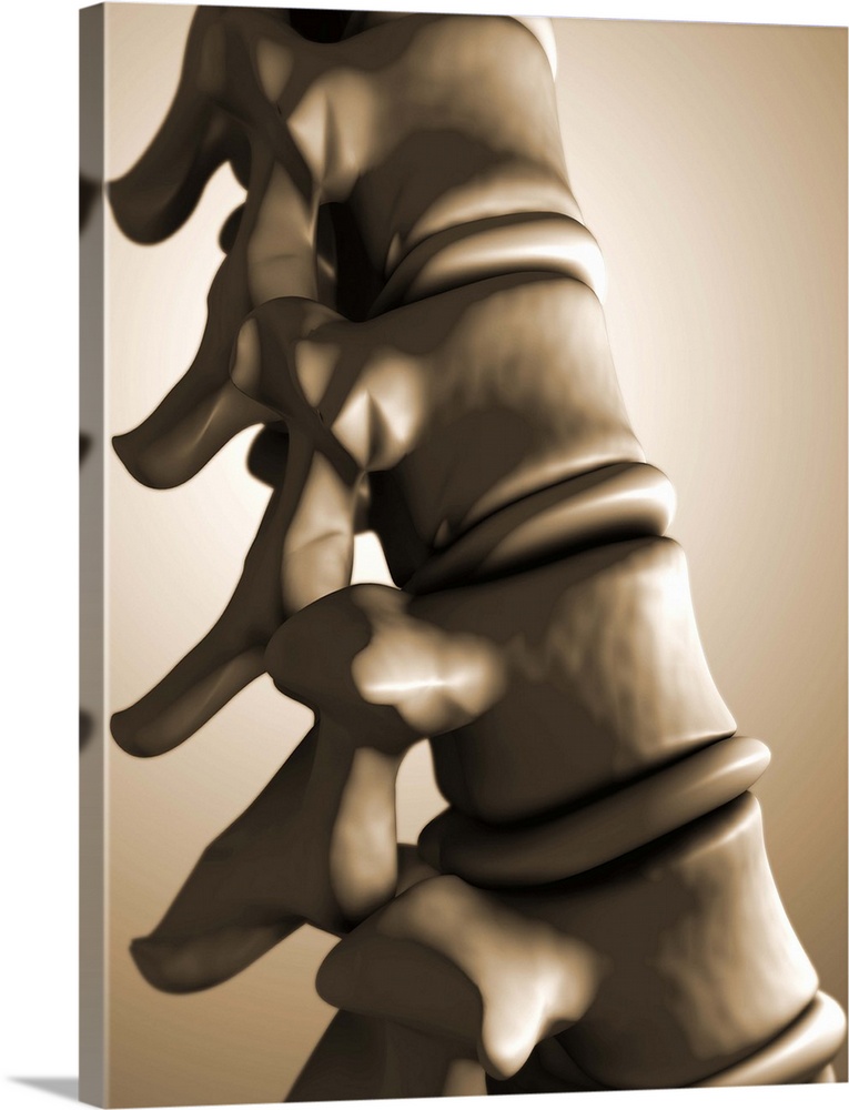 Conceptual image of human backbone.