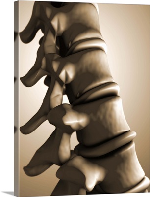 Conceptual image of human backbone