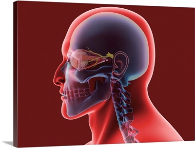 Conceptual image of human eye and skull
