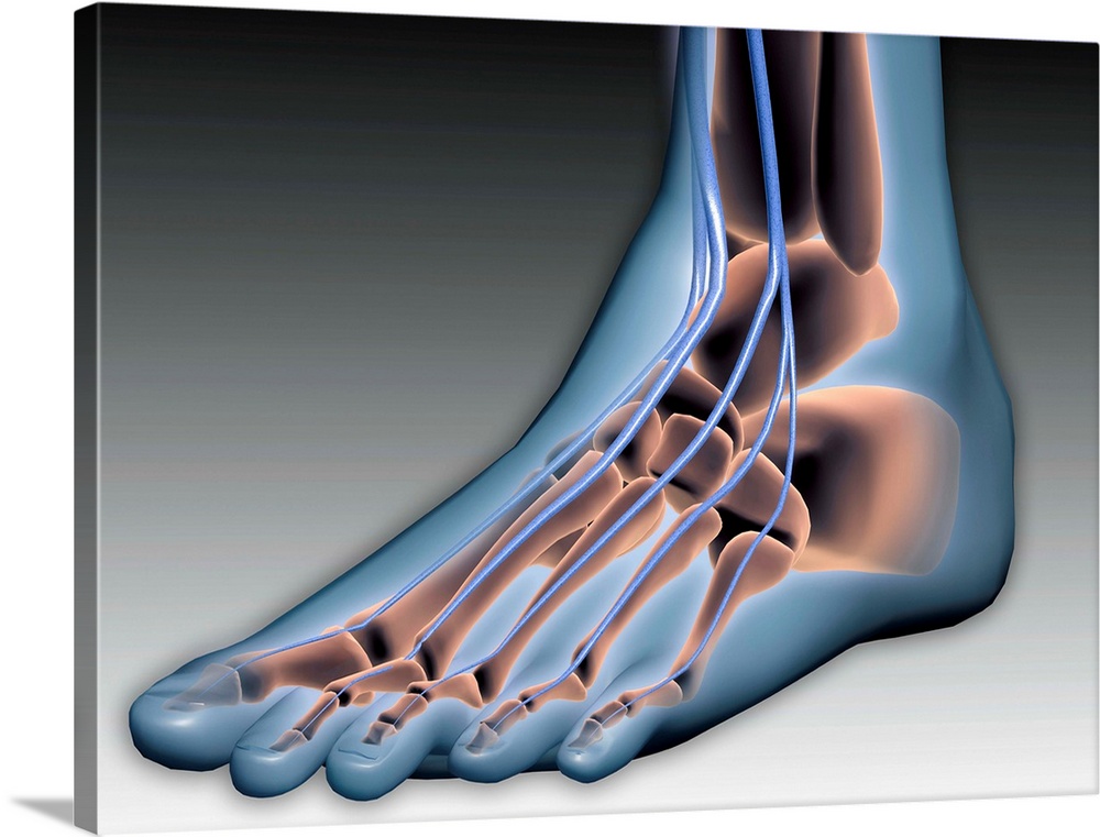 Conceptual image of human foot with nervous system.