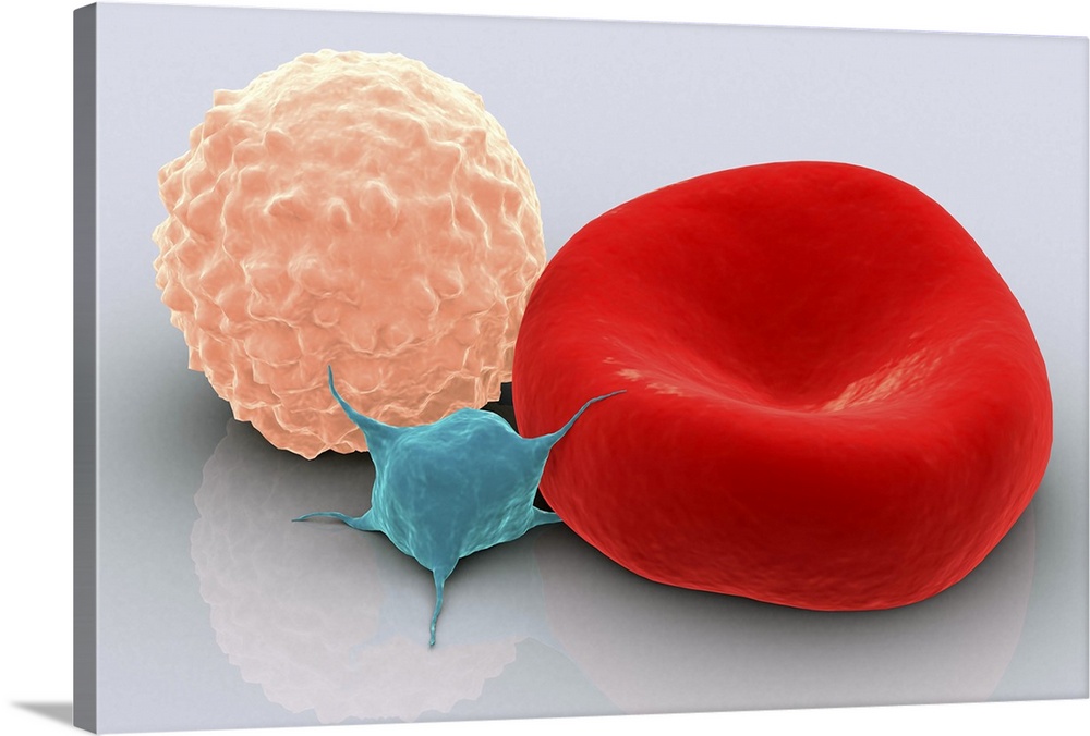 Conceptual image of platelet, red blood cell and white blood cell.