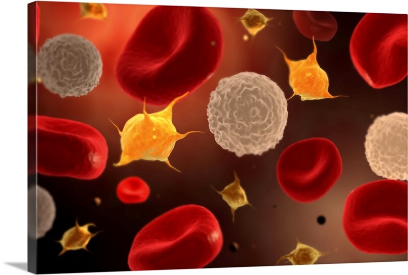 Conceptual image of platelets with red blood cells Wall Art, Canvas