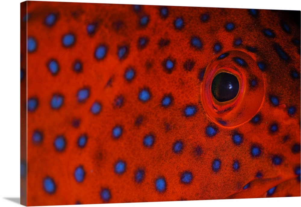 Coral grouper eye detail, Cephalopholis miniata, Komodo National Park, Nusa Tenggara, Indonesia, Pacific Ocean