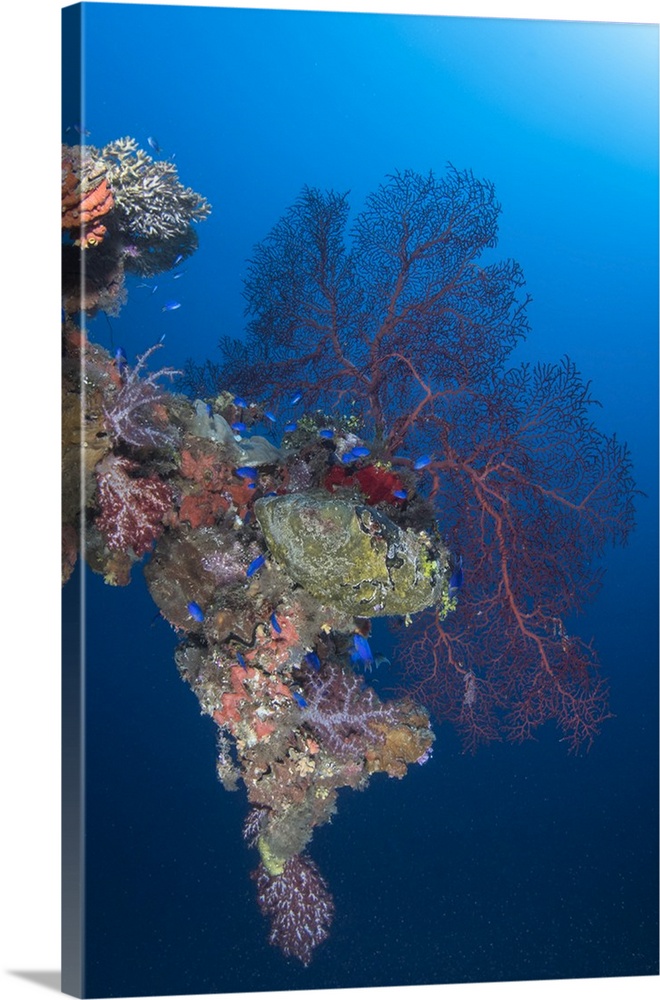 Coral growth on a davit on the Momokawa Marul shipwreck, Truk Lagoon, Micronesia.