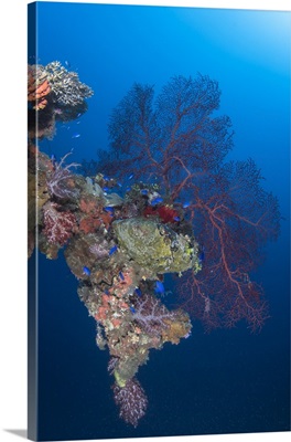 Coral growth on a davit on the Momokawa Marul shipwreck, Truk Lagoon, Micronesia