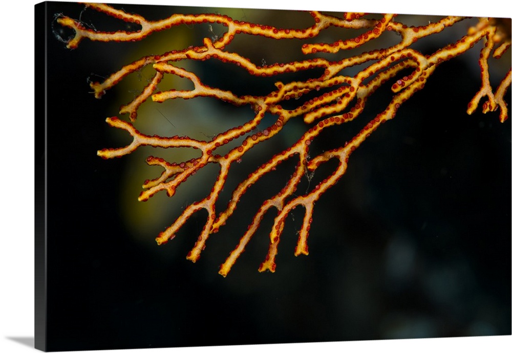 Coral in Raja Ampat, Indonesia.