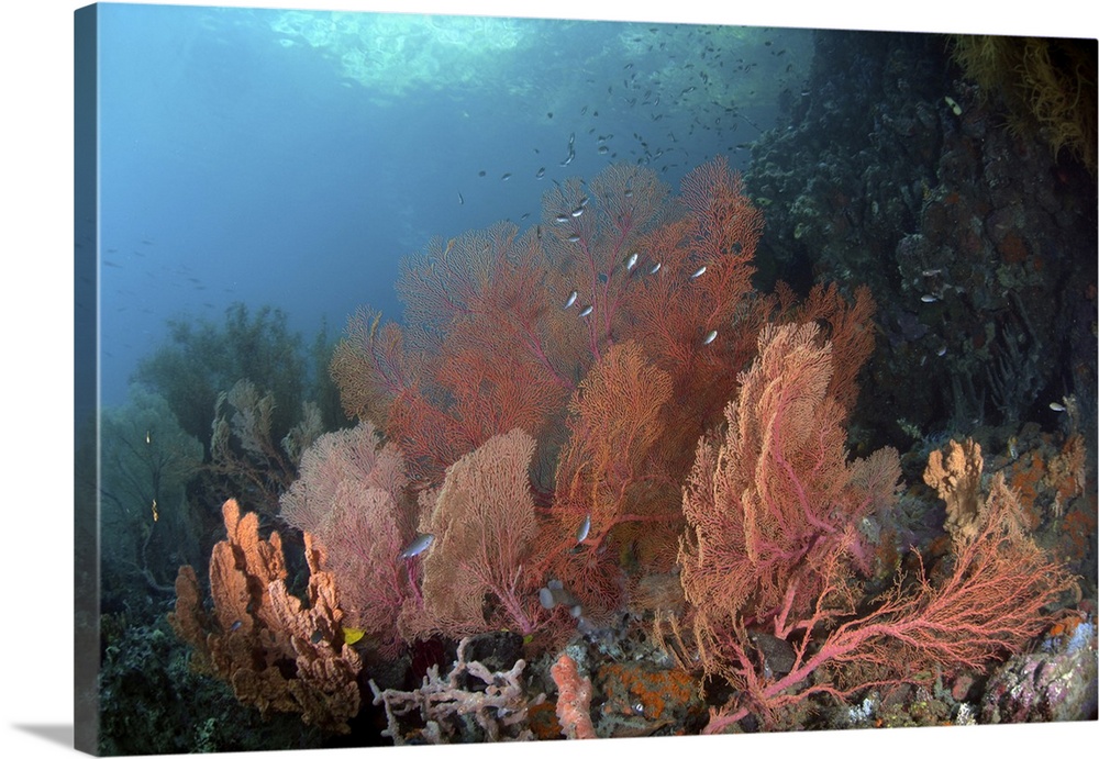 Coral reef, Raja Ampat, Indonesia.