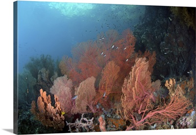Coral Reef, Raja Ampat, Indonesia