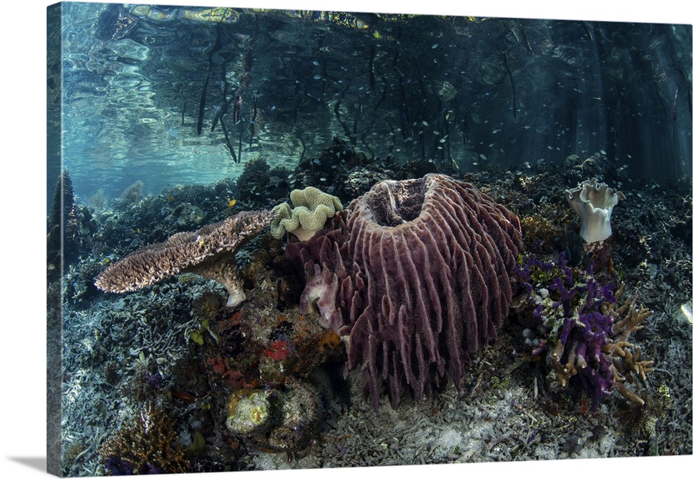 Corals, sponges, and other invertebrates in Raja Ampat, Indonesia.