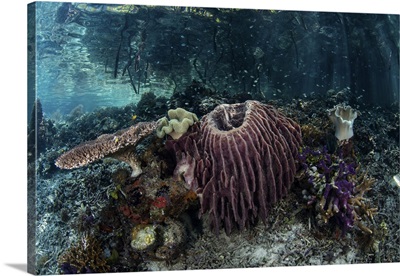 Corals, Sponges, And Other Invertebrates In Raja Ampat, Indonesia