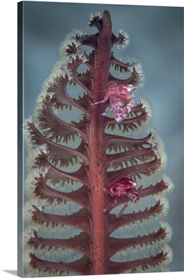 Crab in Komodo National Park, Indonesia