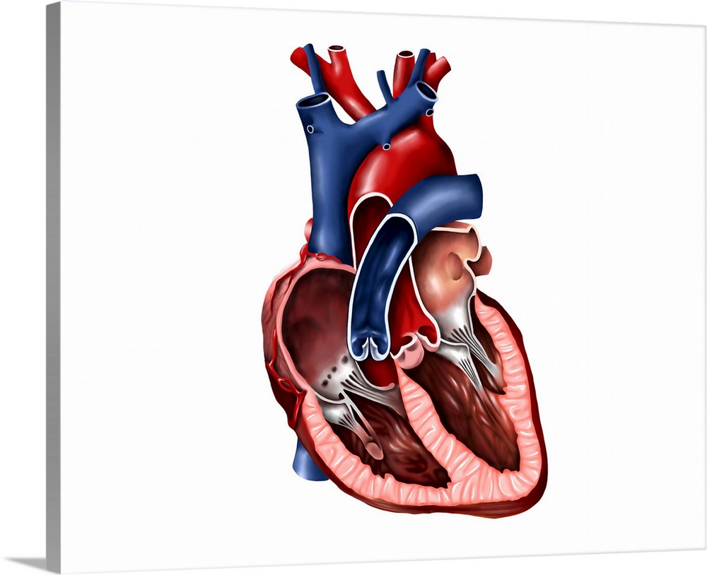 Cross section of human heart.