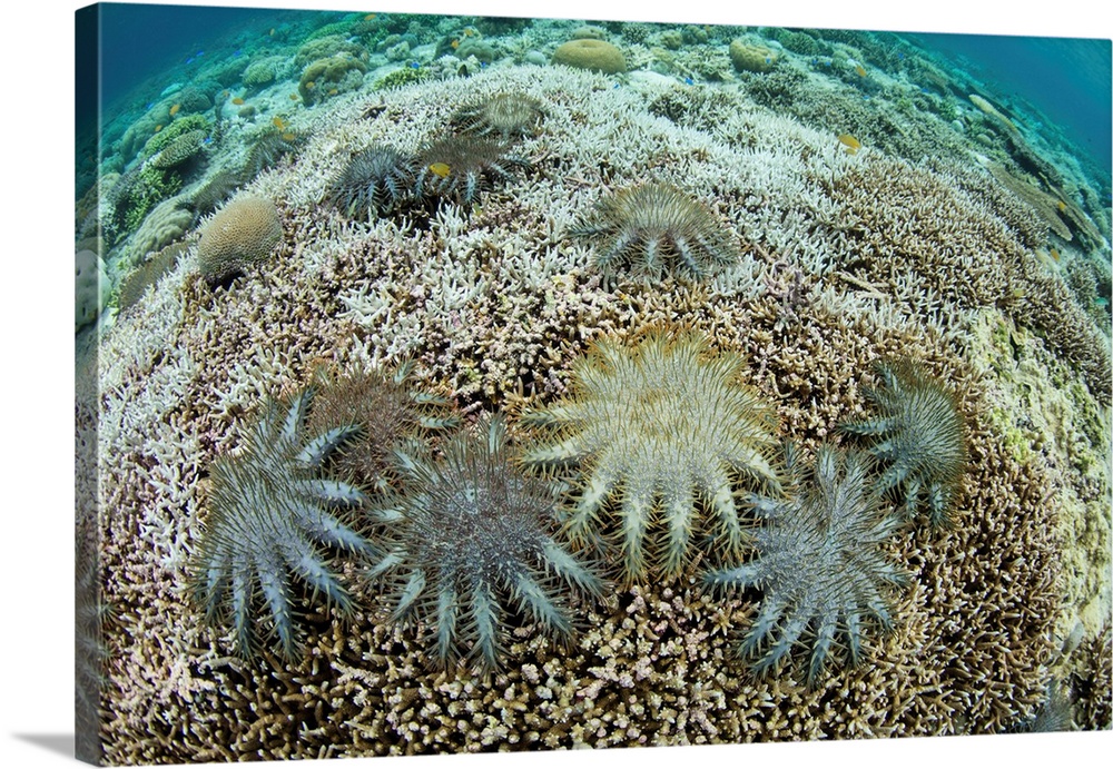 Crown of Thorns starfish feed on living corals on a shallow reef.